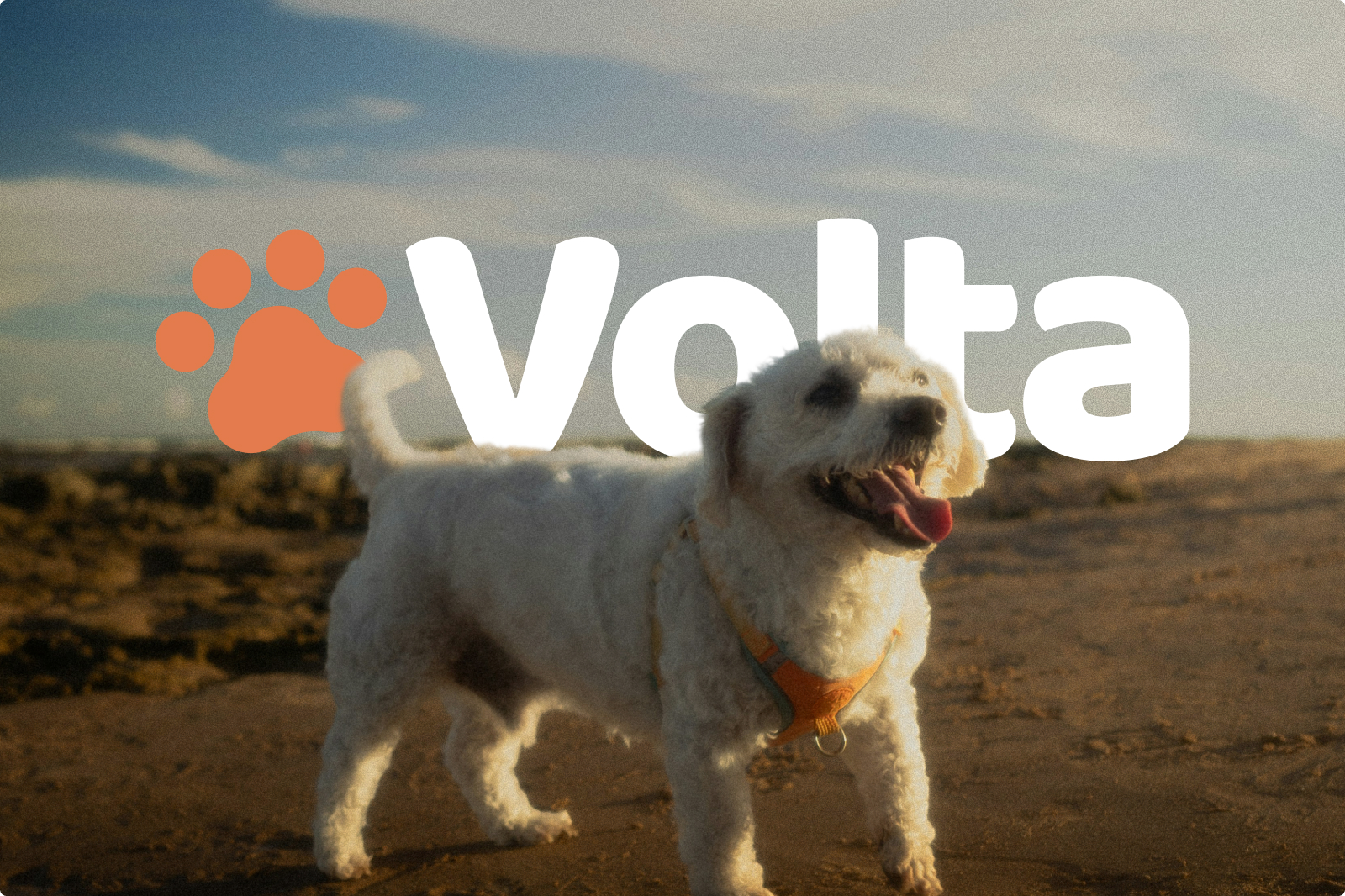 Volta — pet care marketplace